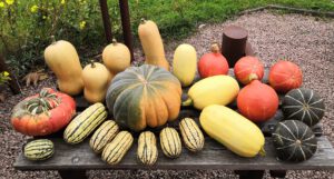 Kuerbis Vielfalt - Omas for Future Kuerbis Vielfalt - Omas for Future