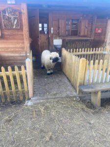 Stadtalm Muenchen 2026 ©O4F - Omas for Future Ein flauschiges weißes Schaf mit schwarzem Gesicht und schwarzen Beinen steht in der Tür einer Holzscheune, die von einem kleinen Holzzaun auf einem Bauernhof umgeben ist.