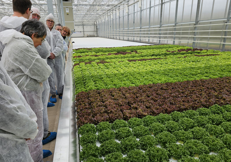 Eine Gruppe von Menschen in weißen Schutzanzügen beobachtet die Reihen von grünem und rotem Salat, der in einem großen, hellen Gewächshaus wächst.