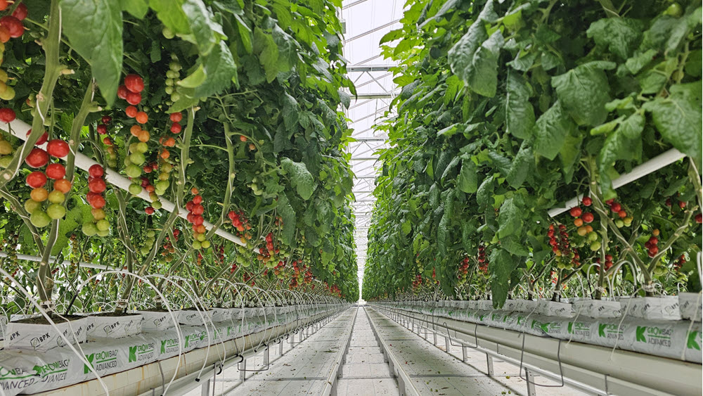 Lange Reihen von Tomatenpflanzen wachsen vertikal in einem Gewächshaus. Rote und grüne Tomaten hängen in Büscheln zwischen üppigen grünen Blättern über weißen Pflanzentaschen und Bewässerungsschläuchen und bilden eine symmetrische, lebendige landwirtschaftliche Szene.