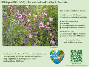 Eine leuchtende Wiese mit rosa, lila und weißen Wildblumen, umgeben von grünem Gras. Der Text erklärt die Bedeutung der Wiese für Bestäuber und enthält Logos für Omas for Future und einen QR-Code.