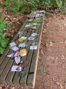2026 Projekttage 5 Biberach O4F 1 - Omas for Future Auf einer Holzbank liegen Naturmaterialien, Karten, Plastikbehälter und Lupen – alles für eine pädagogische Aktivität im Freien in einer grünen Umgebung, in der sich Erde und Laub auf dem Boden befinden.