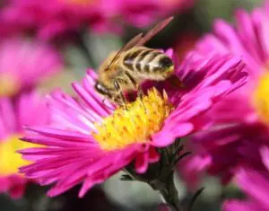 Eine Nahaufnahme einer Biene, die Pollen aus der leuchtend gelben Mitte einer leuchtend rosa Blüte sammelt, mit weiteren rosa Blüten im Hintergrund.