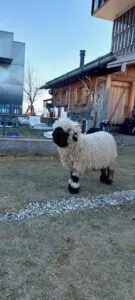 Stadtalm Muenchen Schaf 2026 ©O4F - Omas for Future Ein flauschiges Schaf mit schwarzem Gesicht und schwarzen Beinen steht im Gras in der Nähe eines rustikalen Holzgebäudes, mit verstreuten Outdoor-Geräten und einem klaren Himmel im Hintergrund.